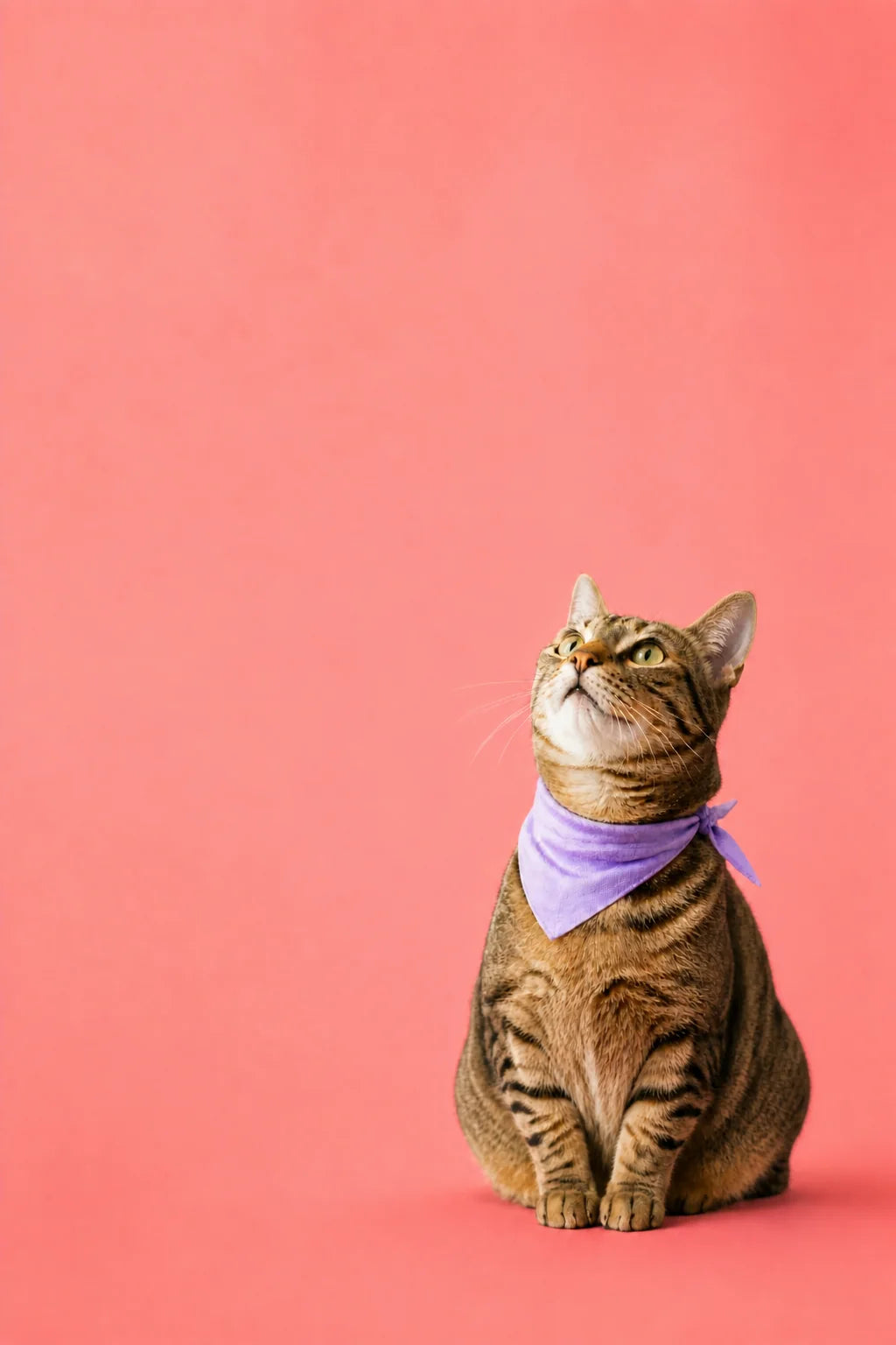 Keeping your pet stylish in every season!
